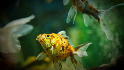 Beautifully colored goldfish swim in the clear aquarium water