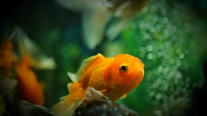 Beautifully colored goldfish swim in the clear aquarium water