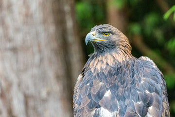 Closeup of Golden Eagle