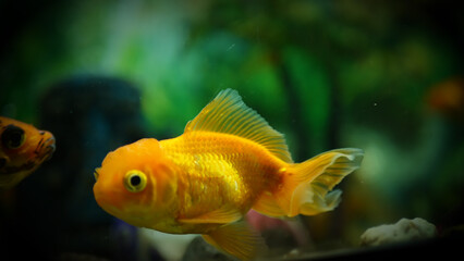 Beautifully colored goldfish swim in the clear aquarium water