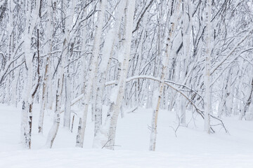 Naklejka premium Small young birch trees with curved trunks in a winter forest covered with snow