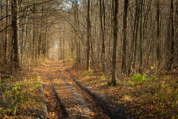 A dirt road through the autumn forest