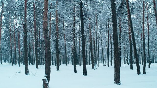 Forest winter snow travel north weather frozen view magic