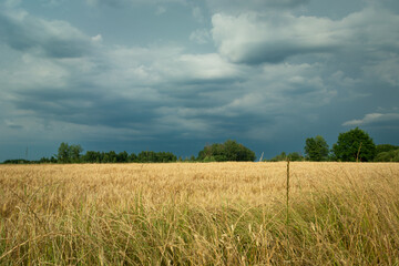 Dark clouds over the grain field, summer view, Nowiny, Poland