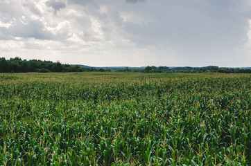Fototapeta na wymiar Corn field under a cloudy sky in the countryside. Growing corn for the production of compound feed