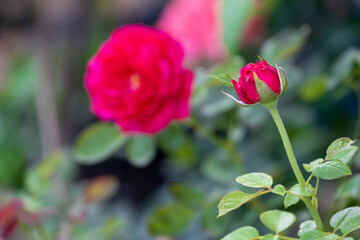 beauty soft bud and bloom red rose multi petals abstract shape with green leaves in botany garden. symbol of love in valentine day. soft fragrant aroma flora.