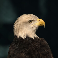 A portrait of a Bald eagle.