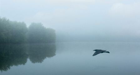 A Common Grackle gliding above the water.