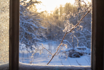 Winter snow-covered frost branch background