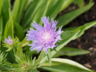Obraz premium (Stokesia laevis 'Blue Star') Gros plan sur une fleur de Stokesia laevis 'Blue Star' ou bleuet d'Amérique bleu ciel, disque central blanc et ligules frangées