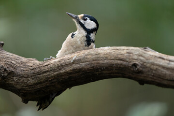 Adult male of Great spotted woodpecker bird Dendrocopos major