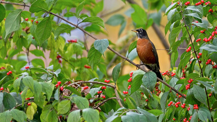 An American Robin perched on a branch with wild berries.