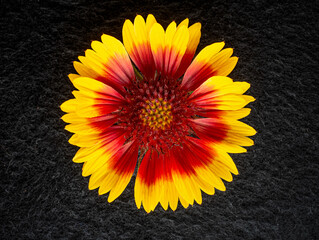 Studio shot of flower on black background. For design. Nature.