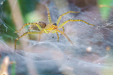 Grass Spiders or funnel-web spiders (Agelenidae) on web