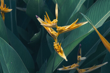 background, beauty, bloom, blossom, bright, bud, closeup, colorful, evergreen, exotic, field, flora, floral, floriculture, floristic, flower, flower heliconia, forest, fresh, freshness, garden, garden