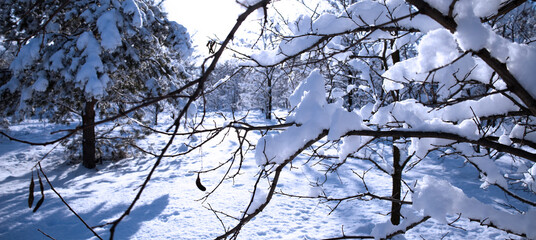 winter landscape with trees and snow. beautiful picture for a screensaver