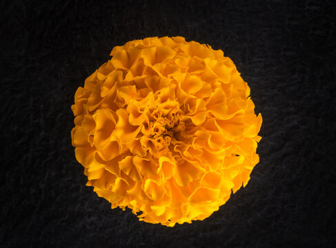 Beautiful flower on black background. Closeup. Nature.