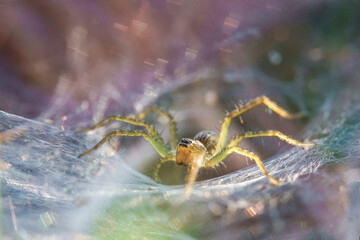 Grass Spiders or funnel-web spiders (Agelenidae) on web