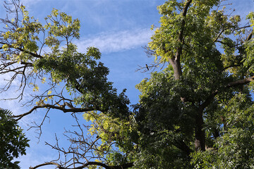 Baum, Himmel, Blätter, Baumkrone