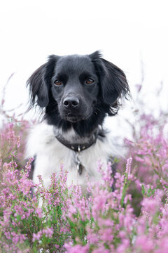 Stabyhoun or Frisian Pointing Dog sitting in a heather field in bloom