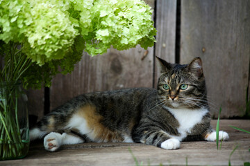 a village cat with big green eyes lies next to armfuls of green hydrangea flowers on a wooden background with sprouting green grass