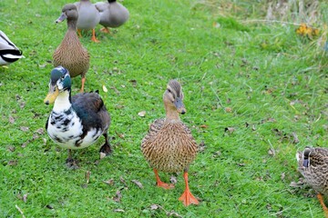 jolis canards colverts dans un pré