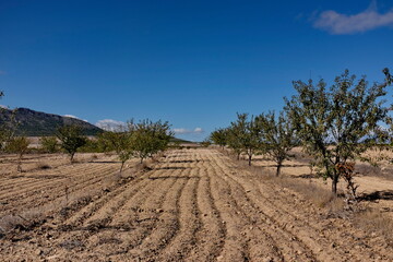 Champ d'amandier. Andalousie. Espagne.