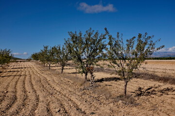 Champ d'amandier. Andalousie. Espagne.