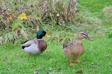 jolis canards colverts dans un pré