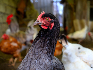 black beautiful chicken close-up looks at the camera