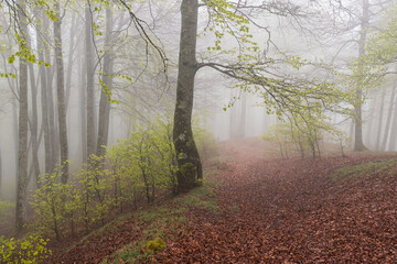 Spring trail in foggy forest