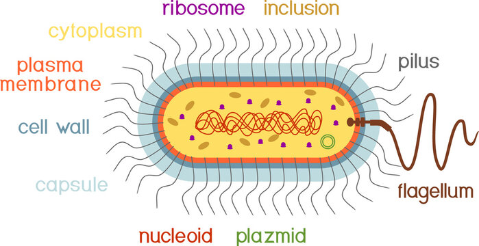 Bacterial cell structure. Prokaryotic cell with nucleoid, flagellum, plazmid and other organelles