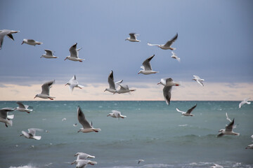 A flock of seagulls on the background of the sea