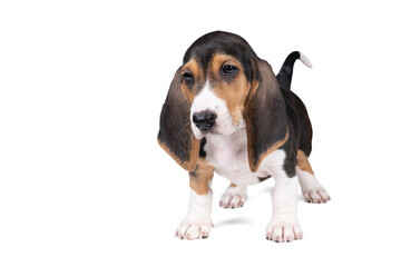 French basset artesien normand puppy standing and seen from the front isolated on a white background