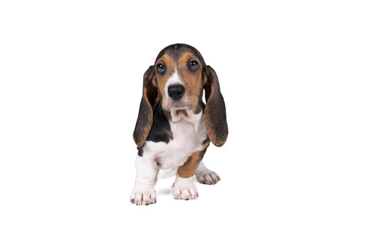 French basset artesien normand puppy standing and seen from the front isolated on a white background