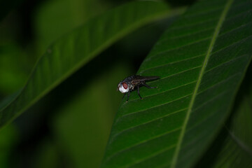 Large fly under a mango tree leaf in Brazil.