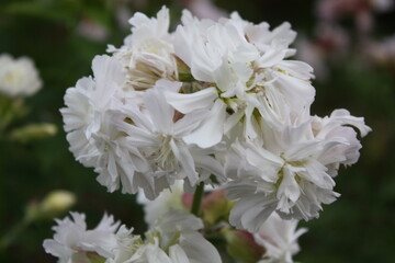 white flowers