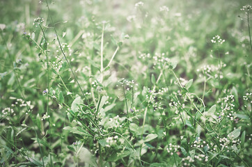green grass with white flowers in selective focus