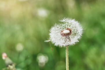 dandelion with blown seeds on a green background