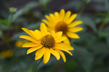Two yellow flowers bloomed in the garden, close-up.