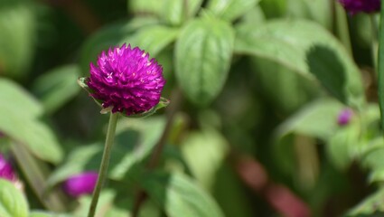 Close up of a pretty purple flower in full bloom