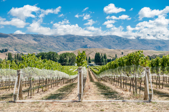 Vineyard In Central Otago New Zealand.