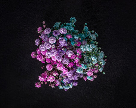 Studio shot of flower on a black background. For design. Nature.
