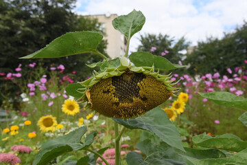 A large ripe sunflower with seeds on the field on a sunny summer day.
