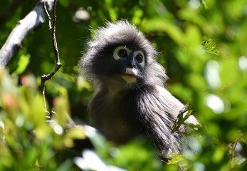 Beautiful langur monkey sitting in a tree in the jungle