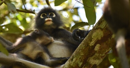 Mother langur monkey sitting in a tree in the jungle feeding her baby