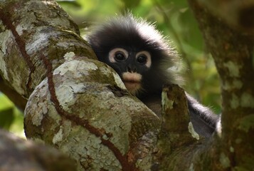 Cute langur monkey hiding in a tree in the jungle