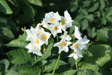 Obraz premium white and yellow flowers