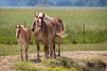 horse and foal