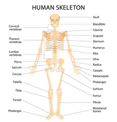 Human skeletal system with letterings of bones infographics on white background. Realistic yellow bones of limbs or skull, trunk with spine and ribs. Front view of isolated skeletal system. Vector